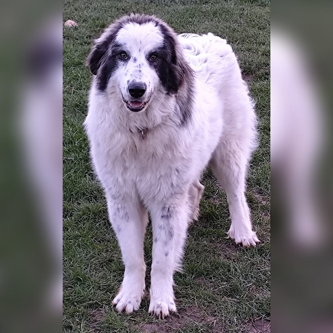 Weiße Hündin, graue Ohren, stehend, von vorn, Blick in Kamera