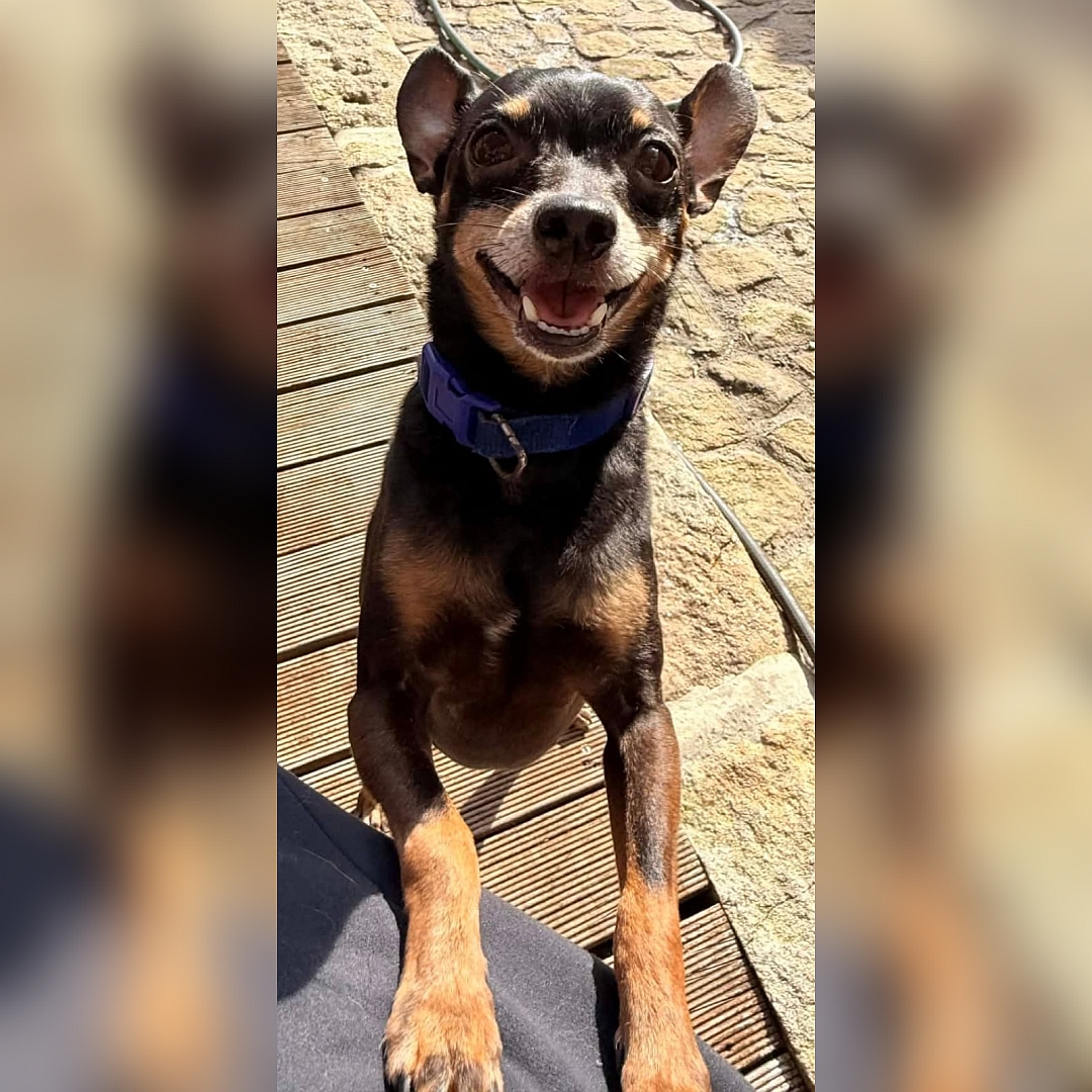 Schwarz-brauner Rüde, auf zwei Beinen angelehnt stehend, von vorn, sehr aufgeschlossener Blick in Kamera