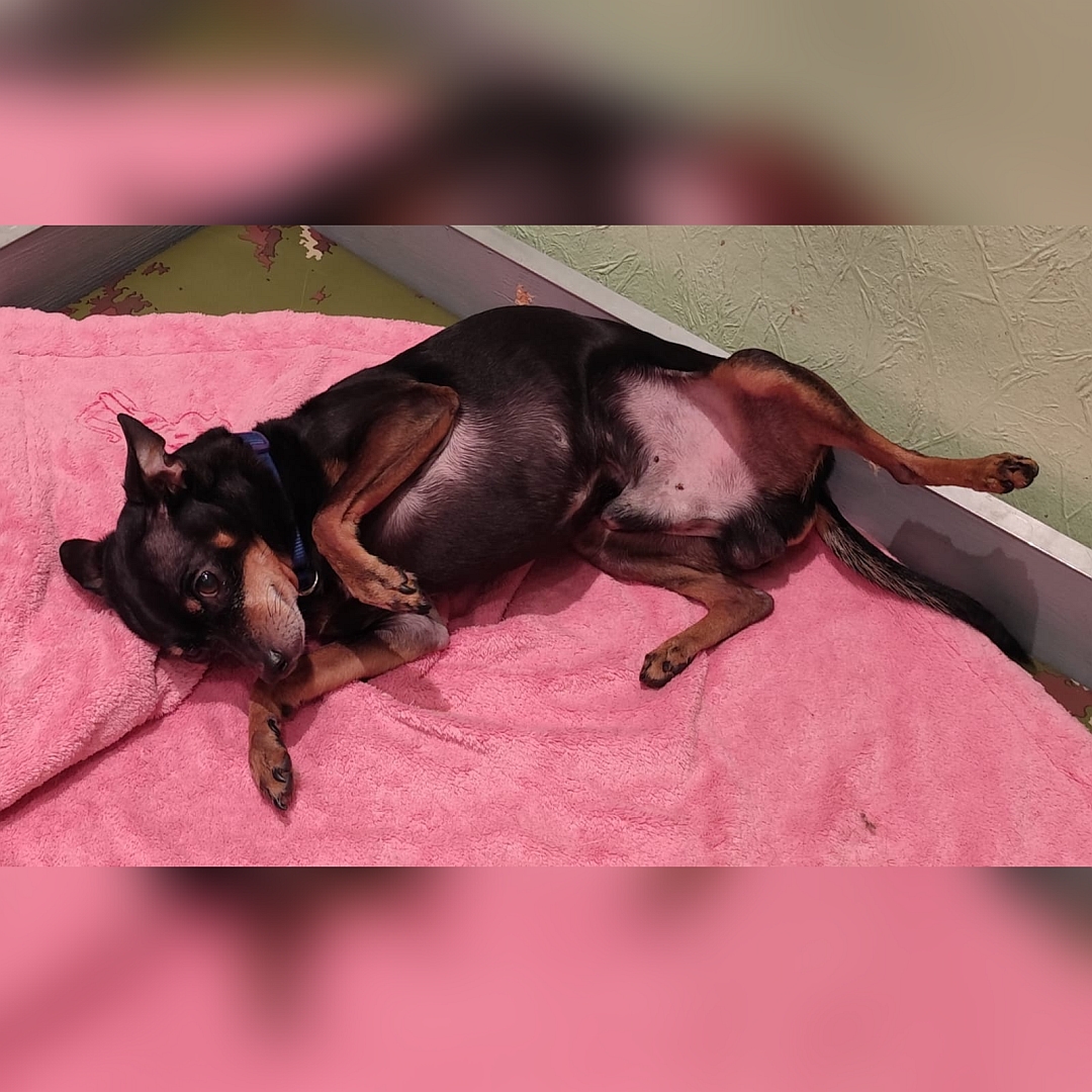 Schwarz-brauner Rüde, liegend, linke Seite, Blick geradeaus