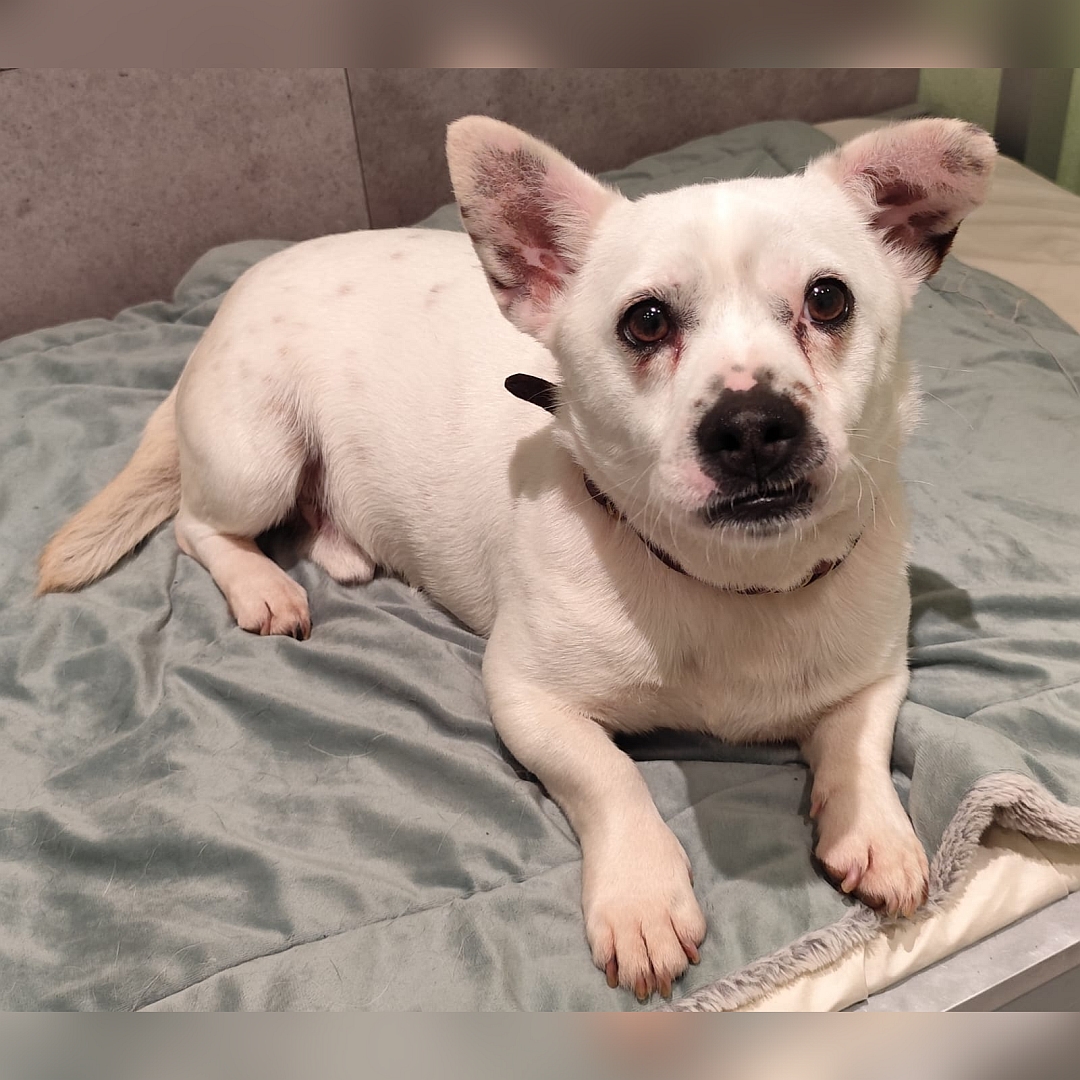 Kleiner, weißer Rüde, liegend, von vorn, Blick in Kamera