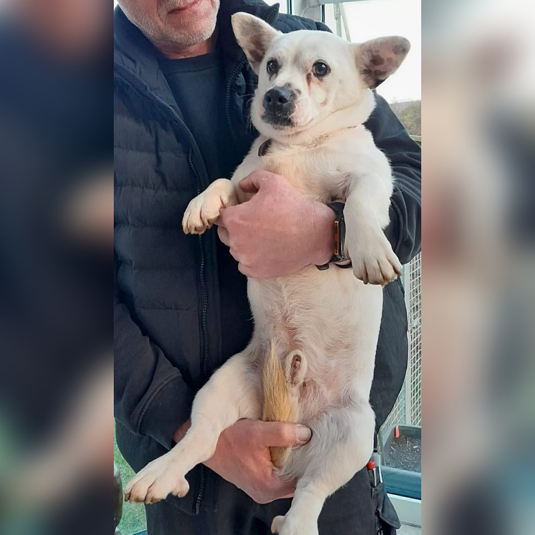 Kleiner, weißer Rüde, auf dem Arm einer Person, von vorn, Blick leicht nach rechts