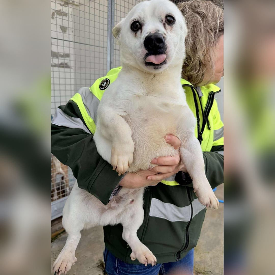 Kleiner, weißer Rüde, auf dem Arm einer Person, von vorn, Blick in Kamera