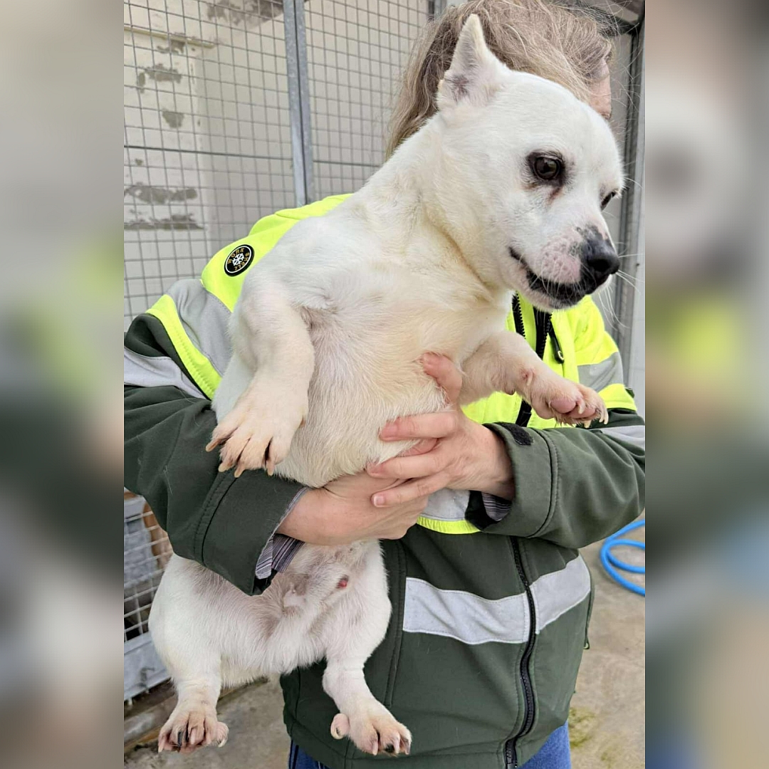 Kleiner, weißer Rüde, auf dem Arm einer Person, von vorn, Blick nach unten