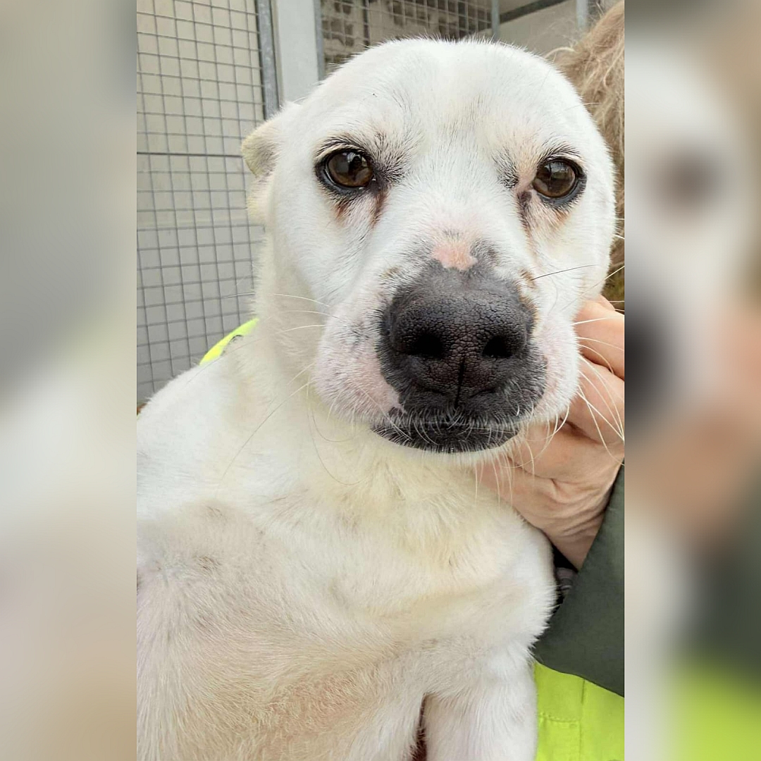 Kleiner, weißer Rüde, Portrait, von vorn, angelegte Ohren, Blick in Kamera