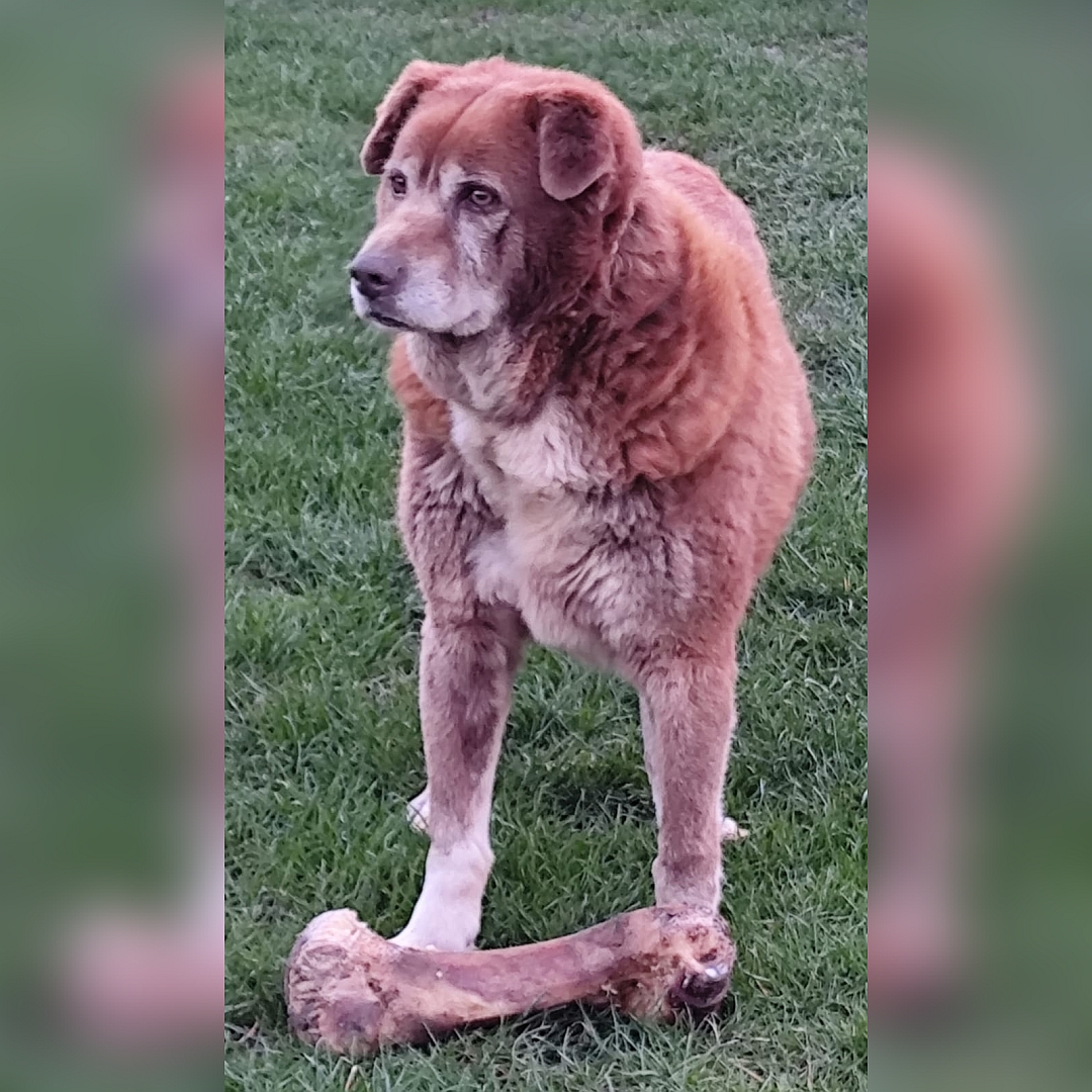 Großer, braun-beiger Rüde, stehend, von vorn, Kopf und Blick nach rechts