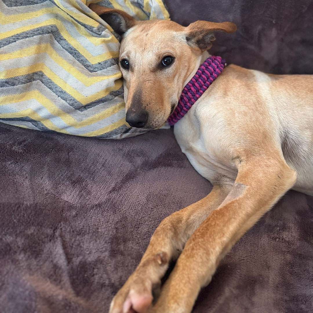 Hellbraun-beige Hündin, liegend, von eher links vorn, Blick nach links in Kamera