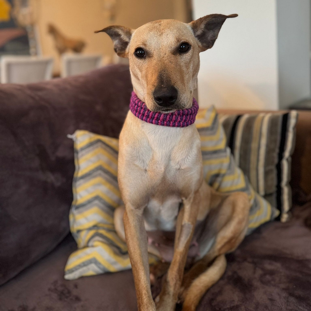 Hellbraun-beige Hündin, sitzend, von vorn, Blick in Kamera