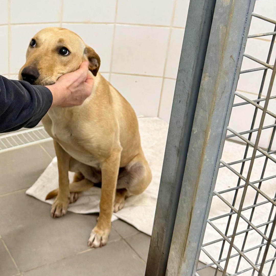 Hellbraun-beige Hündin, sitzend, von eher links vorn, Kopf in der Hand einer Person liegend, Blick zu der Person