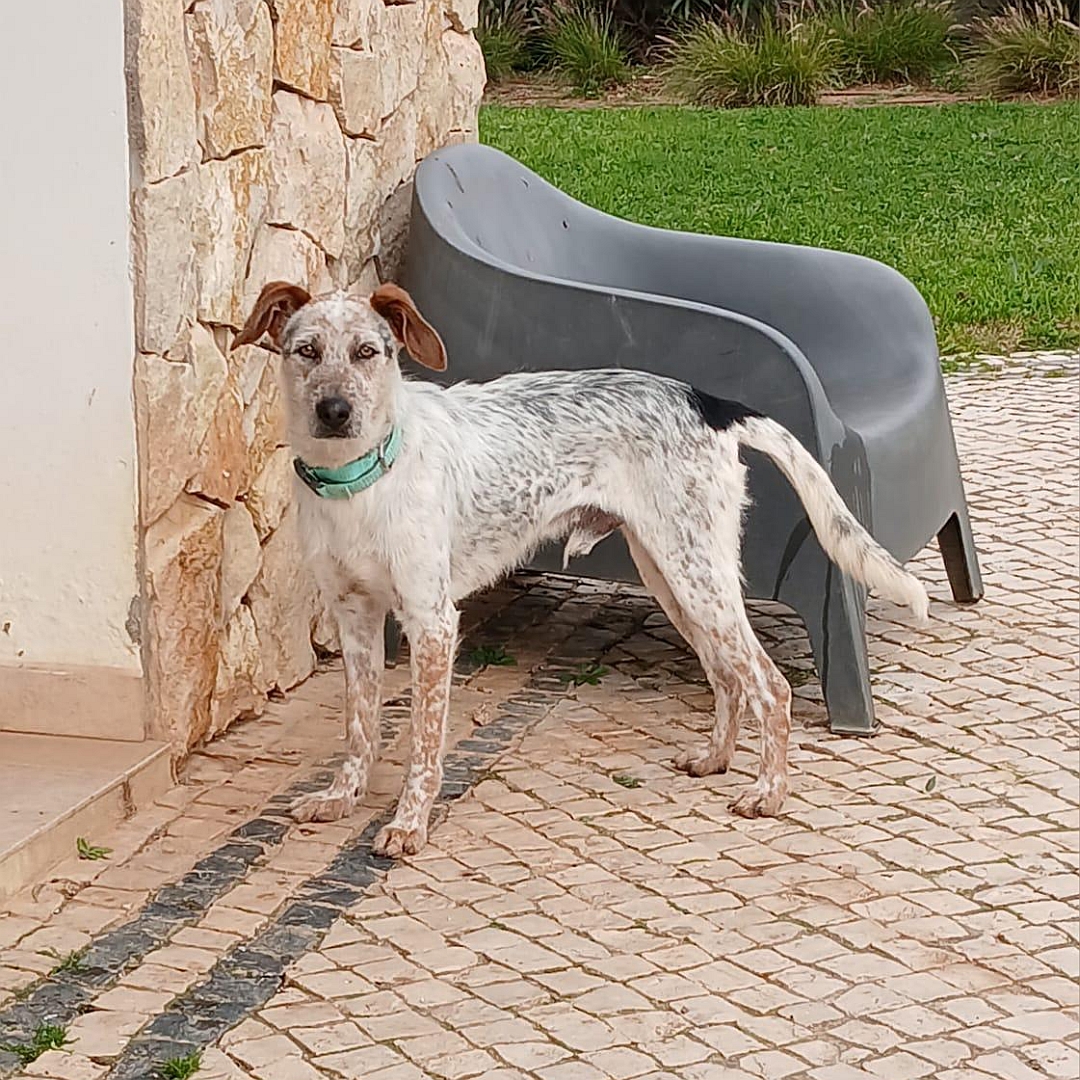 Beige-grau-brauner Rüde, stehend, linke Seite, Blick nach rechts in Kamera