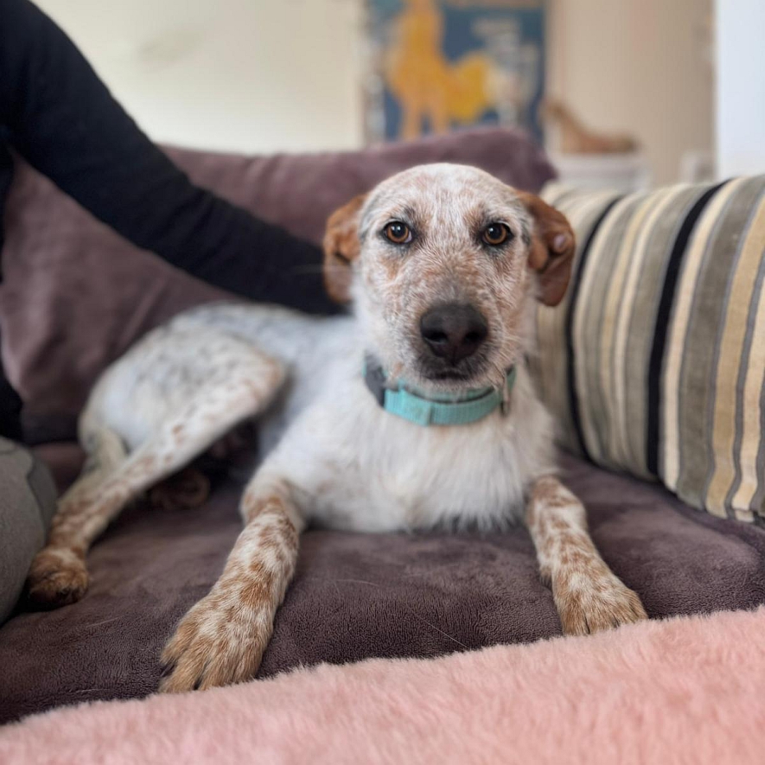 Beige-grau-brauner Rüde, liegend, von vorn, Blick in Kamera