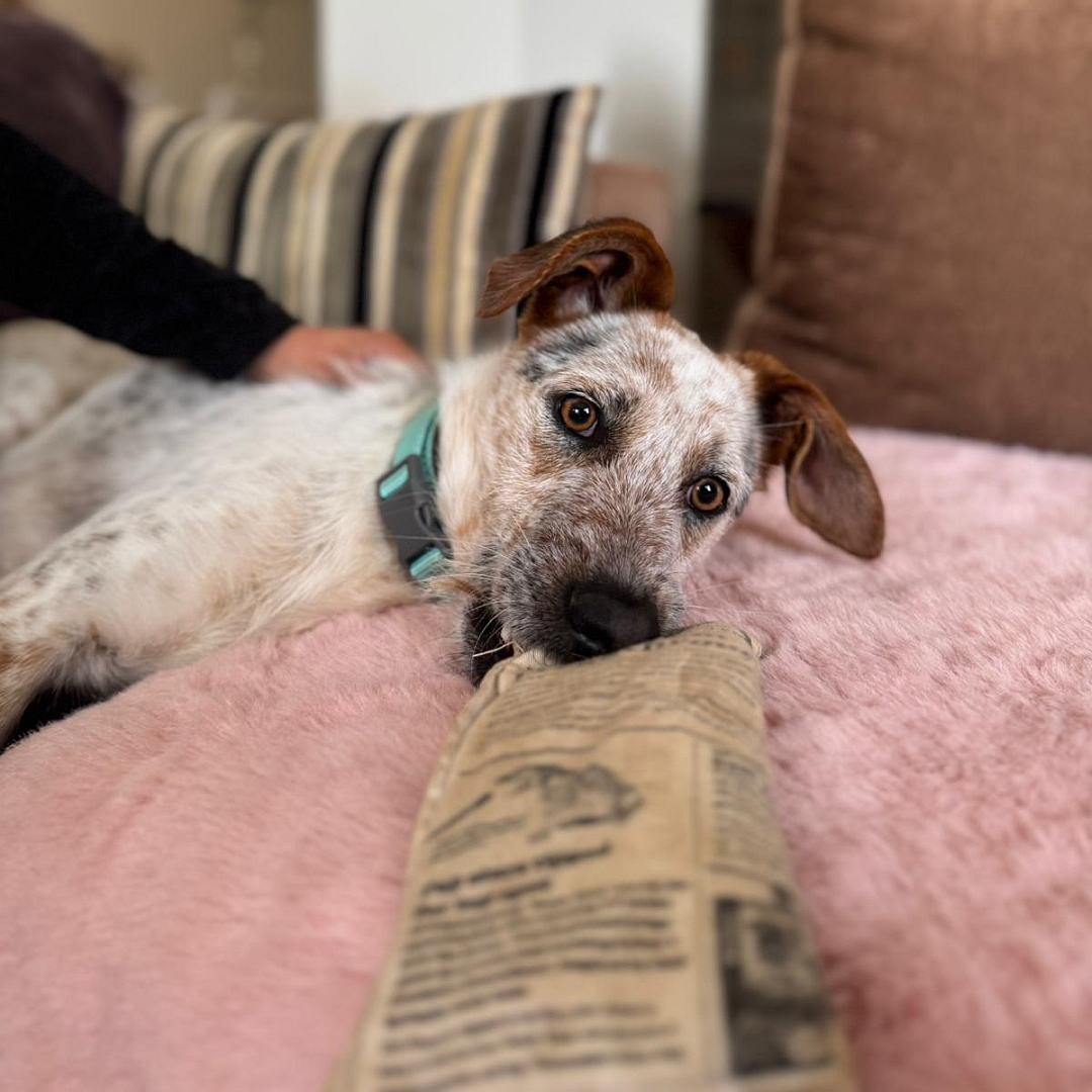 Beige-grau-brauner Rüde, liegend, rechte Seite, Kopf ruht auf Sofa, Blick in Kamera