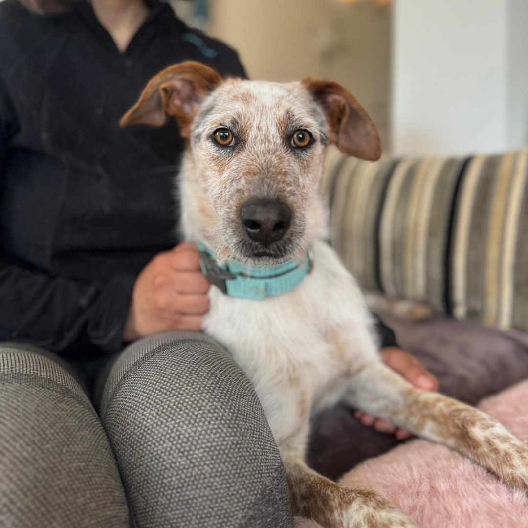 Beige-grau-brauner Rüde, liegend, von vorn, Blick in Kamera