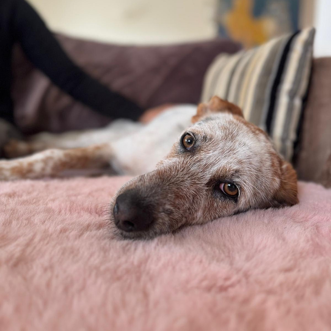 Beige-grau-brauner Rüde, liegend, rechte Seite, Kopf ruht auf Sofa, Blick in Kamera