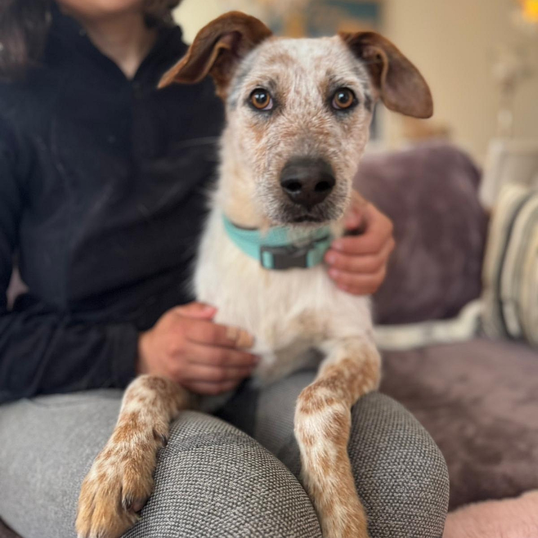 Beige-grau-brauner Rüde, liegend, von vorn, Blick in Kamera