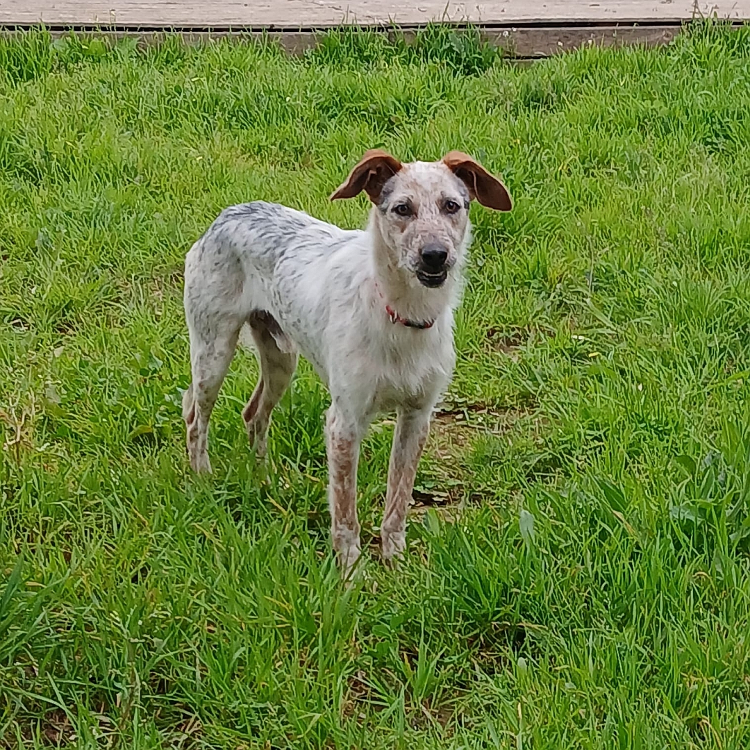 Beige-grau-brauner Rüde, stehend, von eher rechts vorn, Blick nach rechts in Kamera