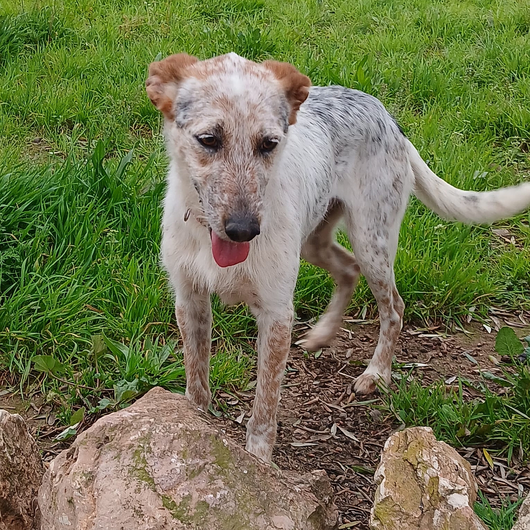 Beige-grau-brauner Rüde, stehend, von eher links vorn, Blick nach links unten