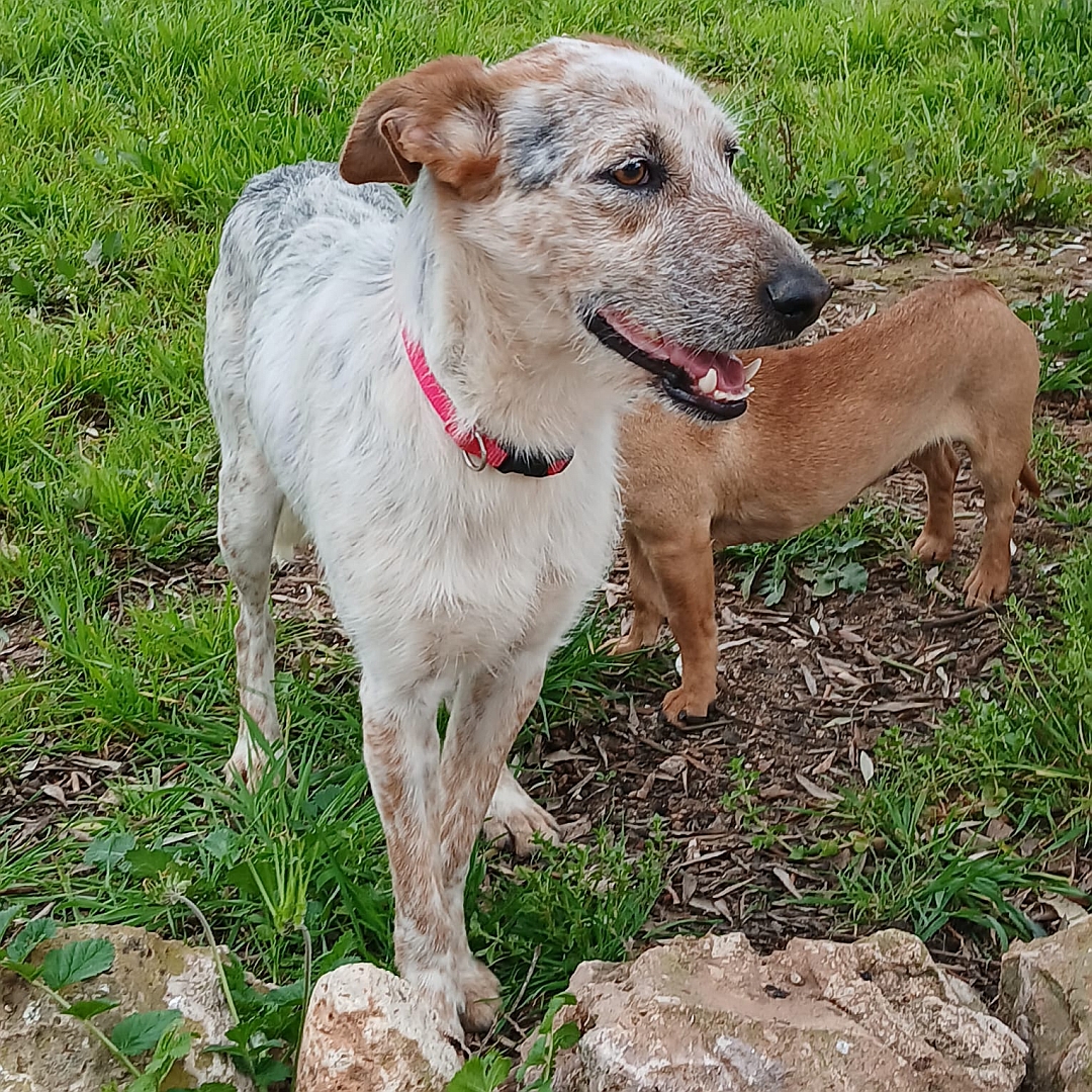 Beige-grau-brauner Rüde, stehend, von eher rechts vorn, Kopf und Blick nach links 