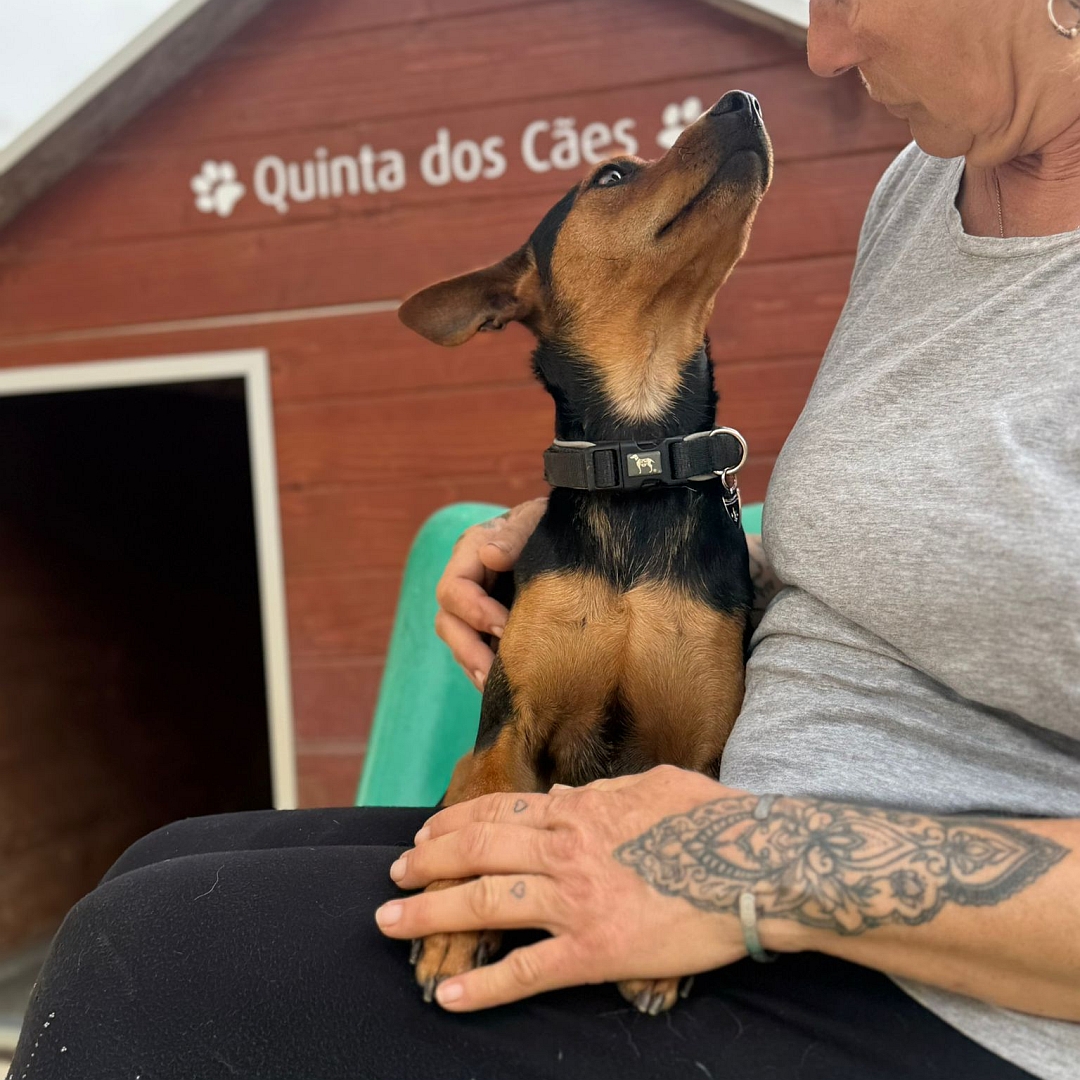 Schwarz-brauner Rüde, auf dem Arm einer Person, von vorn, Kopf und Blick nach oben zu der Person