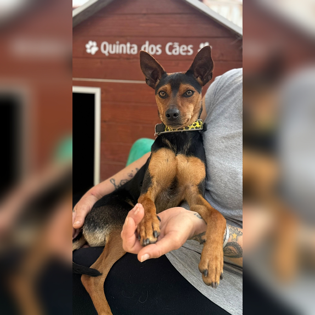 Schwarz-brauner Rüde, auf dem Arm einer Person, von vorn, Blick in Kamera