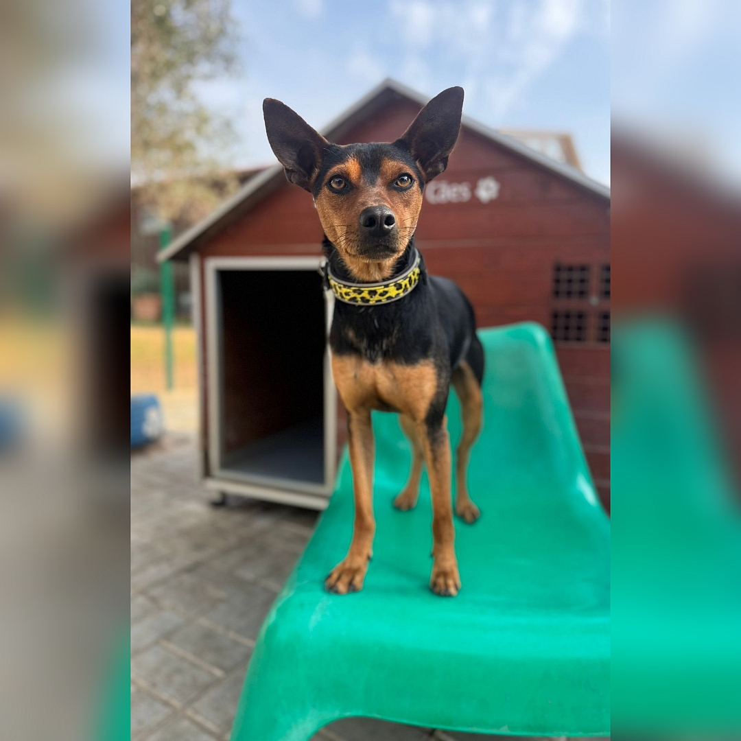 Schwarz-brauner Rüde, stehend, von vorn, Blick in Kamera