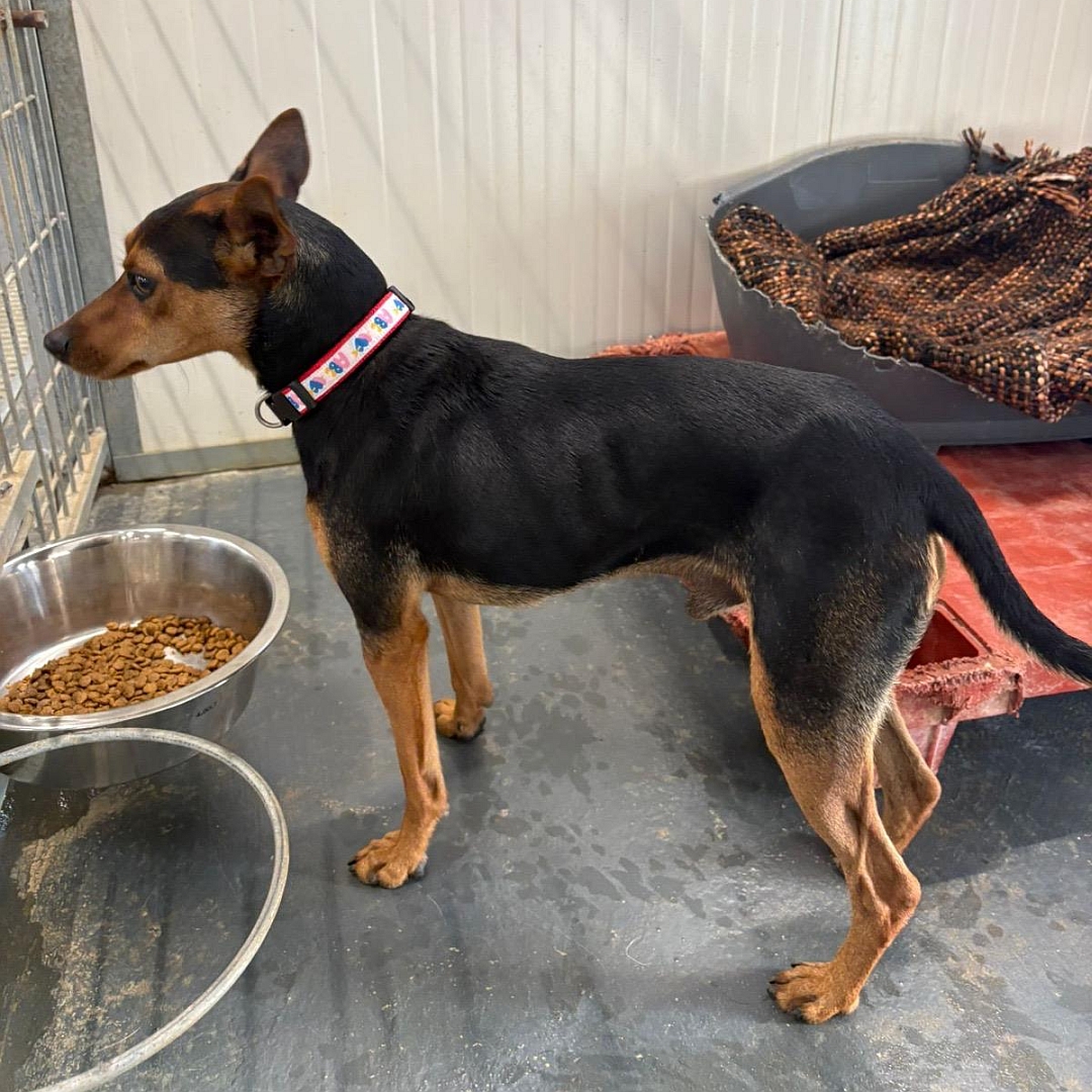 Schwarz-brauner Rüde, stehend, linke Seite, Kopf und Blick geradeaus