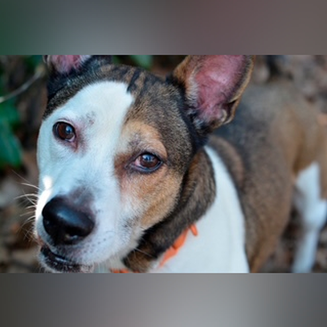 Braun-weißer, kleiner Rüde, von vorn, Portrait, Blick in Kamera