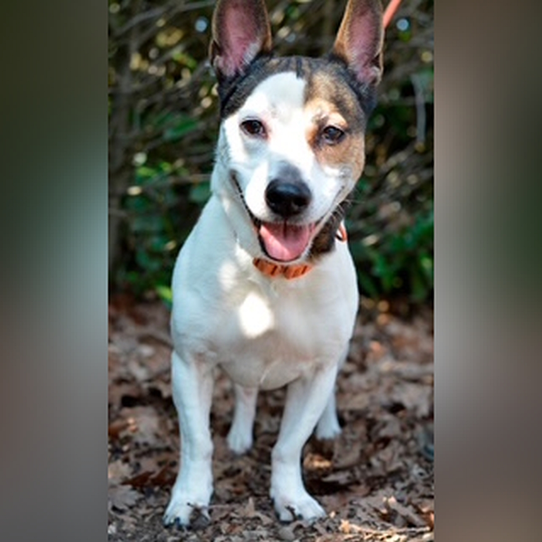 Braun-weißer, kleiner Rüde, stehend, von vorn, Blick in Kamera