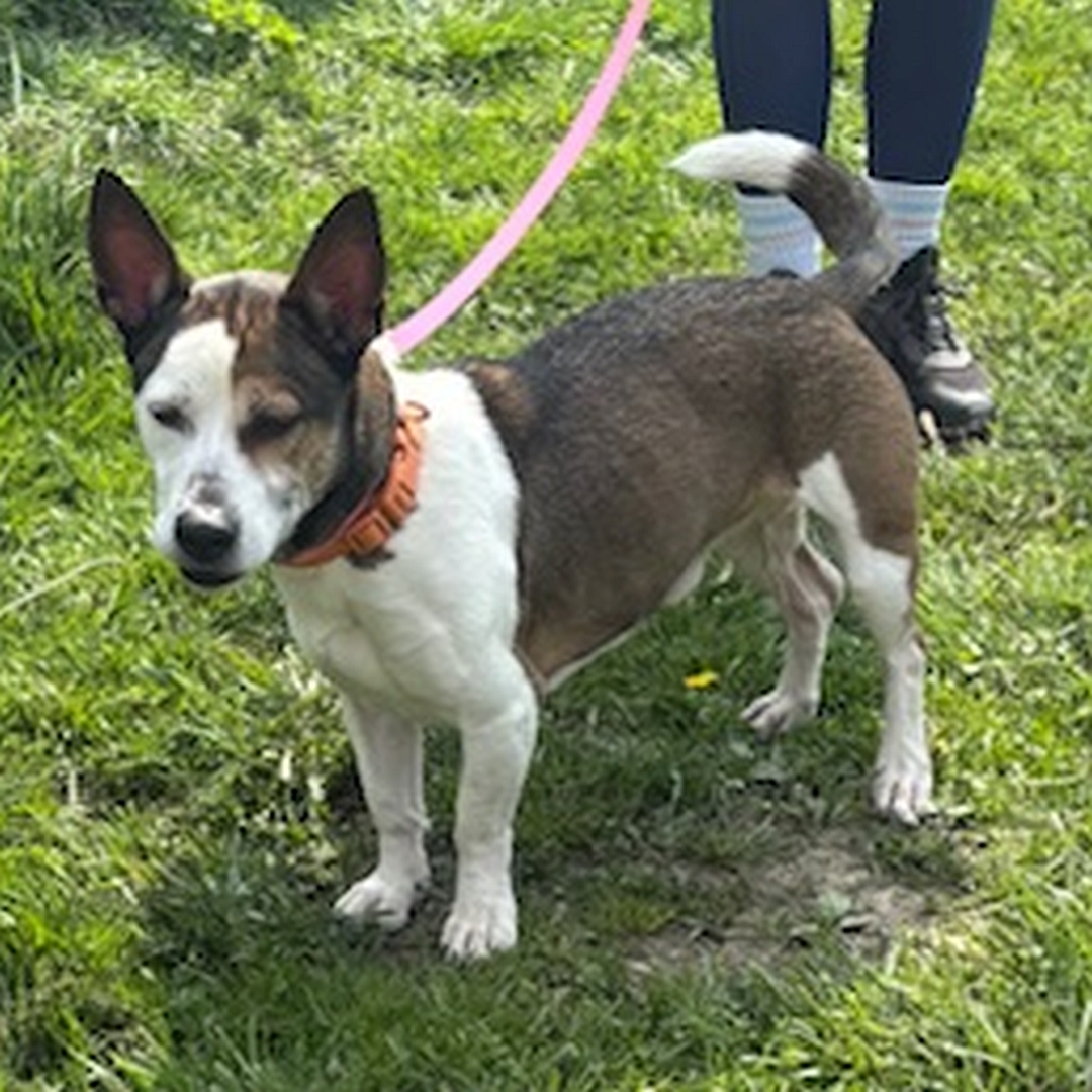 Braun-weißer, kleiner Rüde, stehend, von eher links vorn, Blick geradeaus