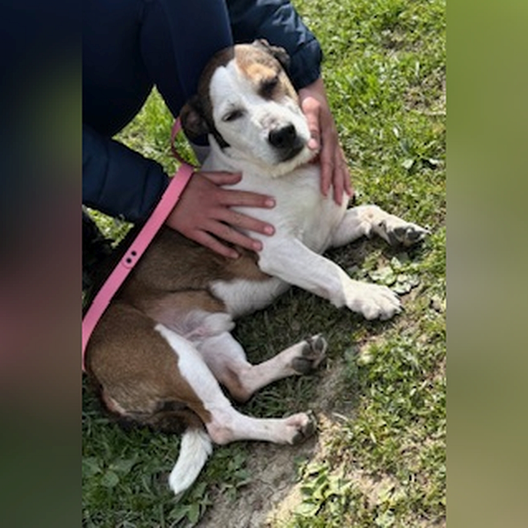 Braun-weißer, kleiner Rüde, liegend, rechte Seite, Kopf und Blick nach rechts Richtung Kamera