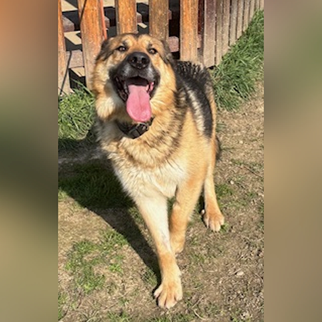 Braun-schwarz-weißer Rüde, stehend, von vorn, Kopf und Blick Richtung Kamera