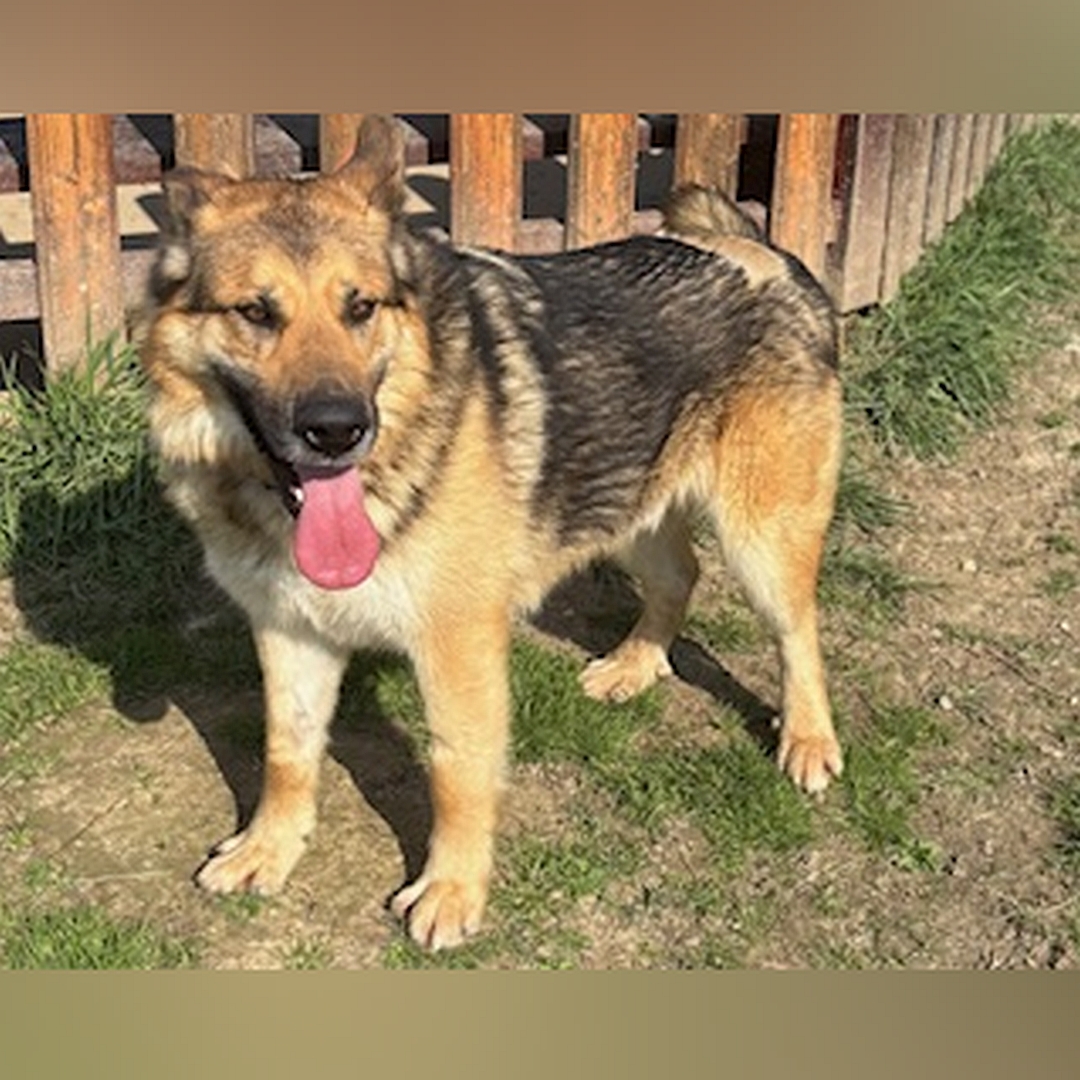 Braun-schwarz-weißer Rüde, stehend, von eher links vorn, Kopf und Blick leicht nach links