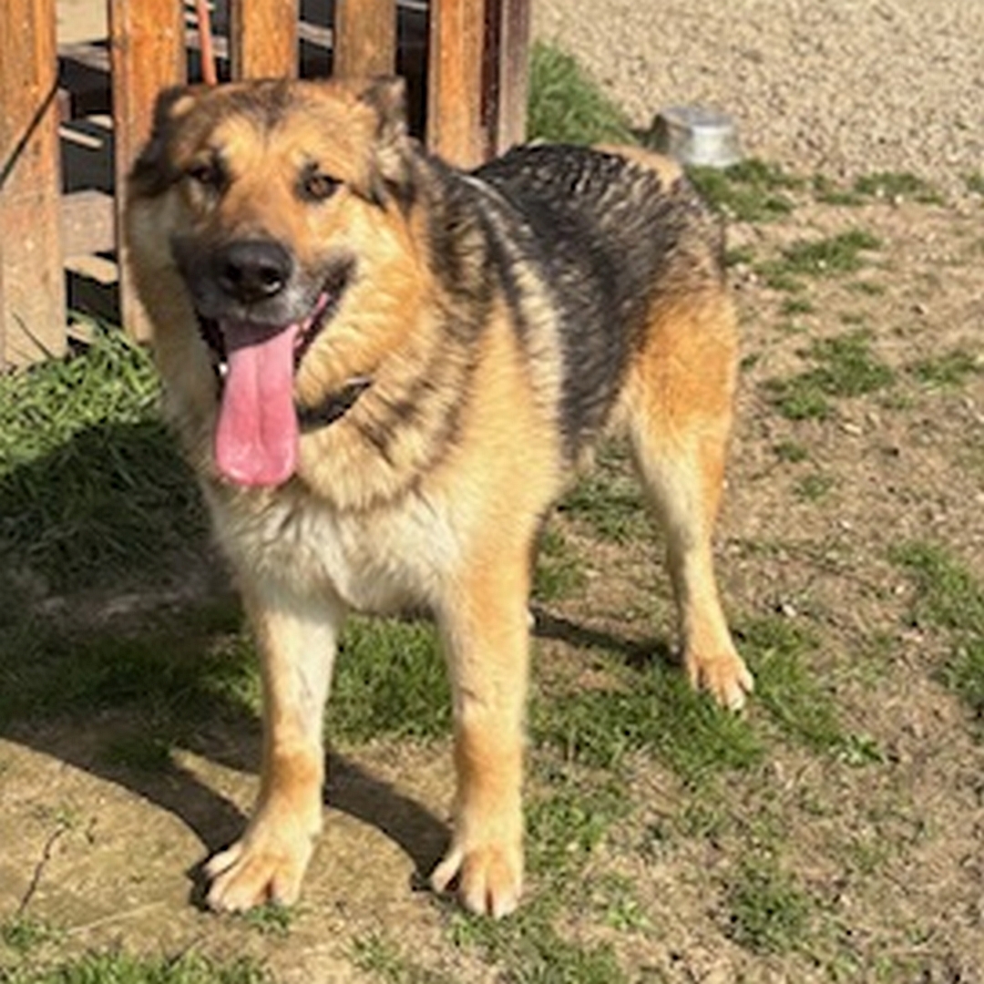 Braun-schwarz-weißer Rüde, stehend, von vorn, Blick in Kamera