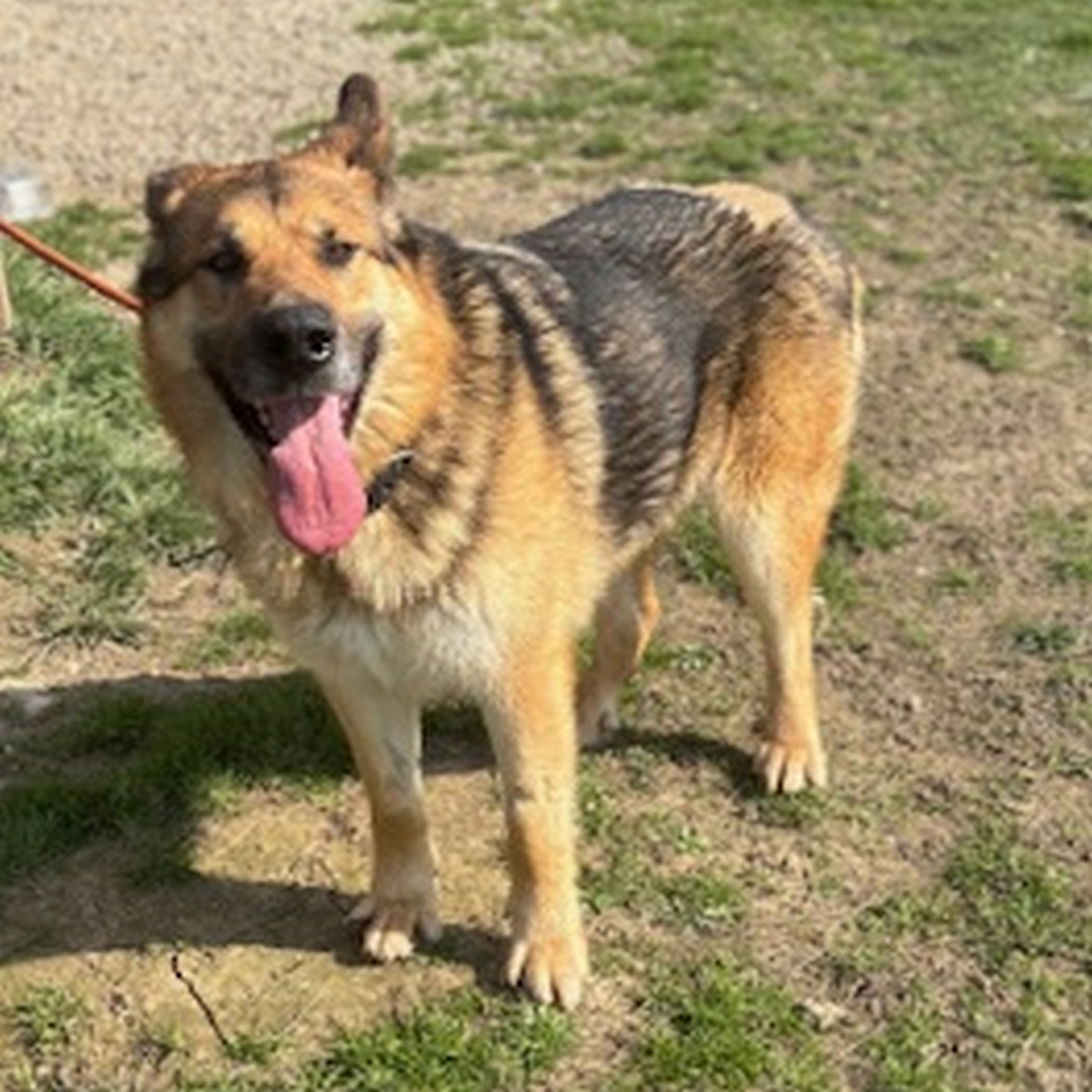 Braun-schwarz-weißer Rüde, stehend, von eher links vorn, Kopf und Blick Richtung Kamera