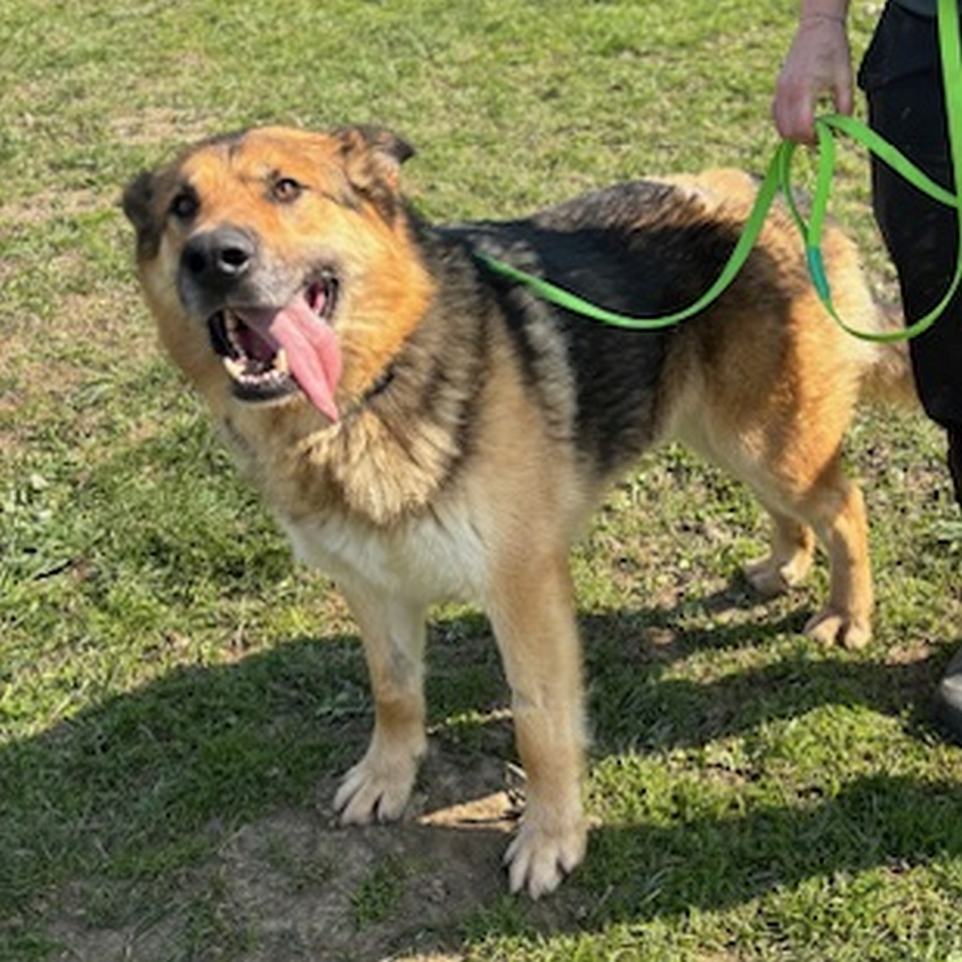 Braun-schwarz-weißer Rüde, stehend, von eher links vorn, Blick nach rechts oben
