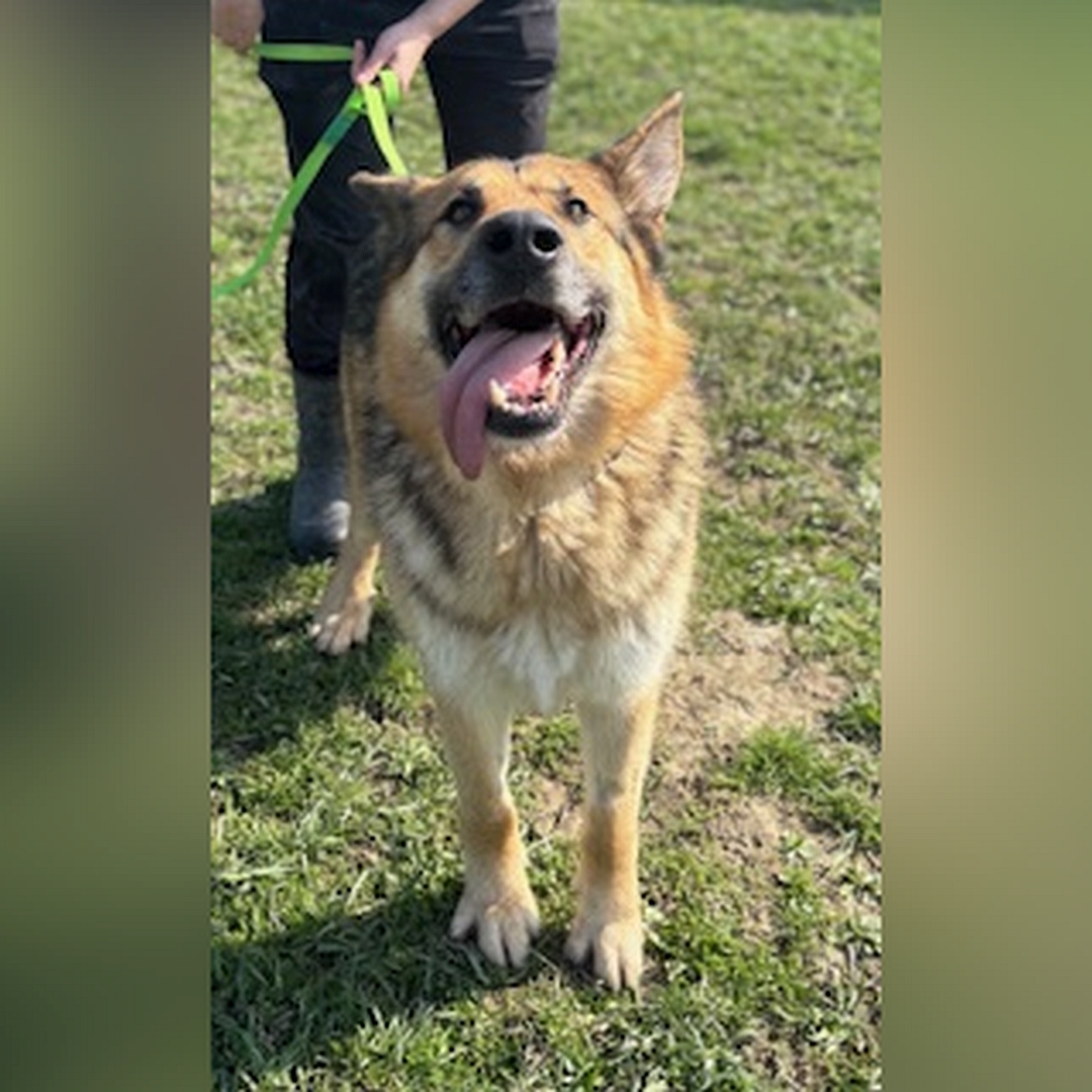 Braun-schwarz-weißer Rüde, stehend, von vorn, Blick in Kamera