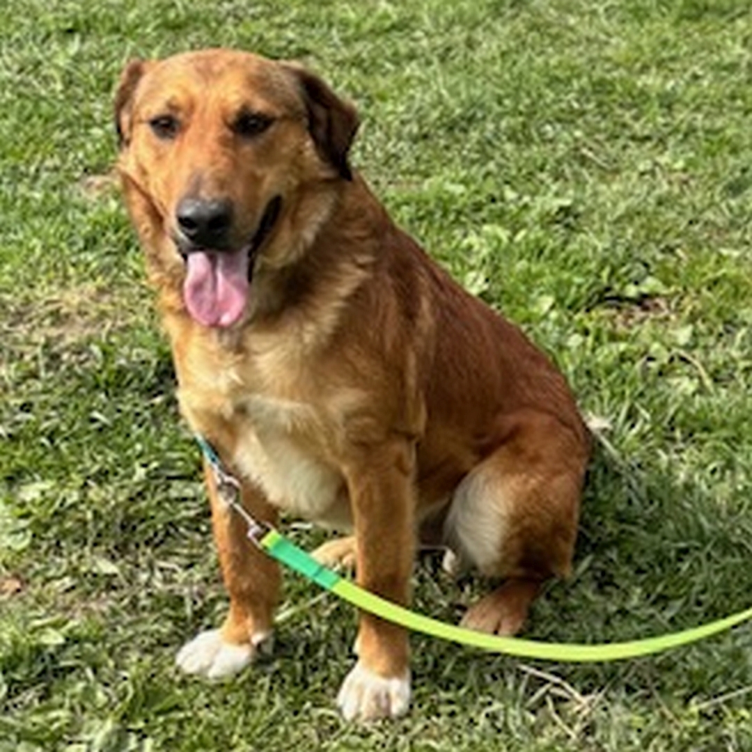 Hellbrauner Rüde, weiße Pfoten, sitzend, von vorn, Blick in Kamera