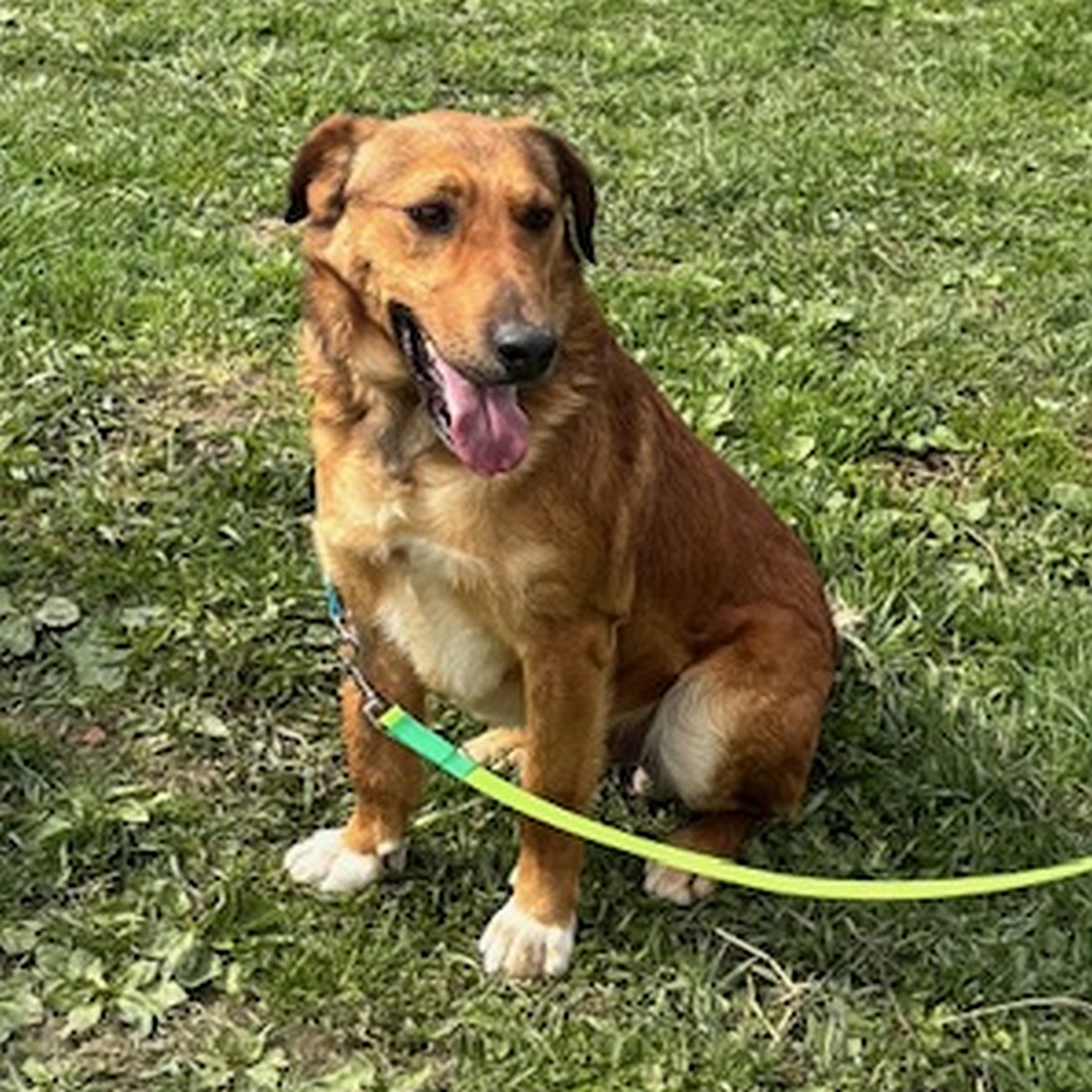 Hellbrauner Rüde, weiße Pfoten, sitzend, von vorn, Kopf und Blick nach links