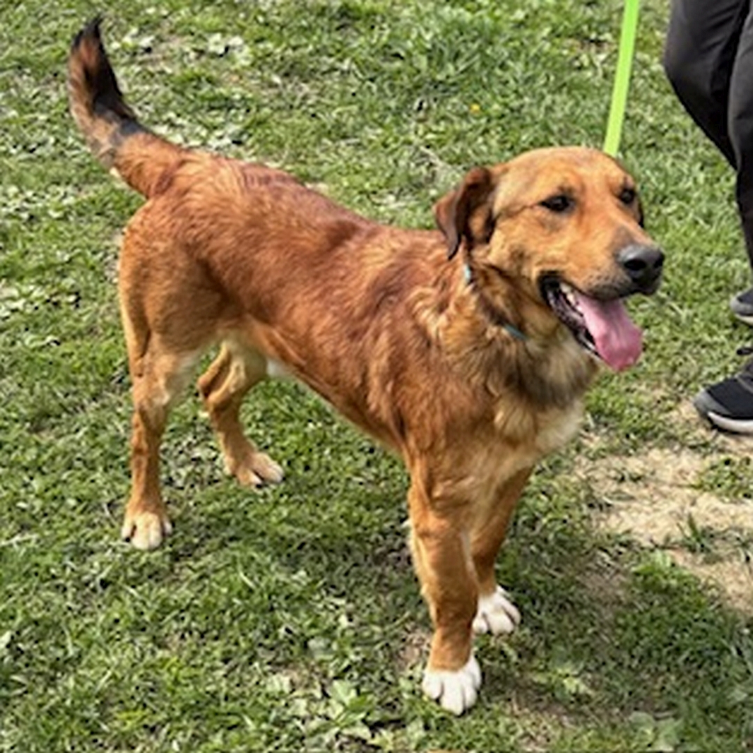 Hellbrauner Rüde, weiße Pfoten, stehend, von eher rechts vorn, Kopf und Blick geradeaus