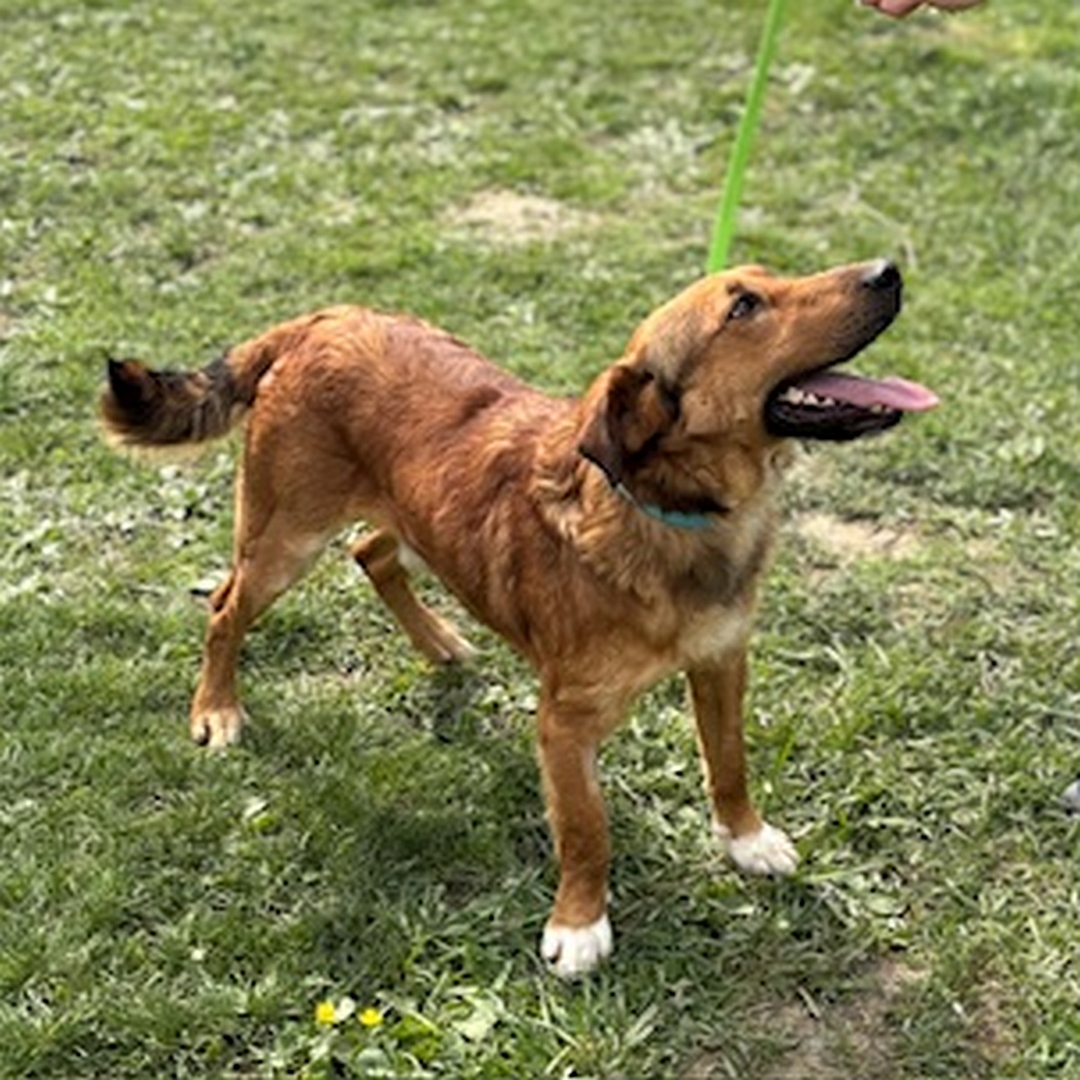 Hellbrauner Rüde, weiße Pfoten, stehend, von eher rechts vorn, Kopf und Blick nach links oben zu einer Person