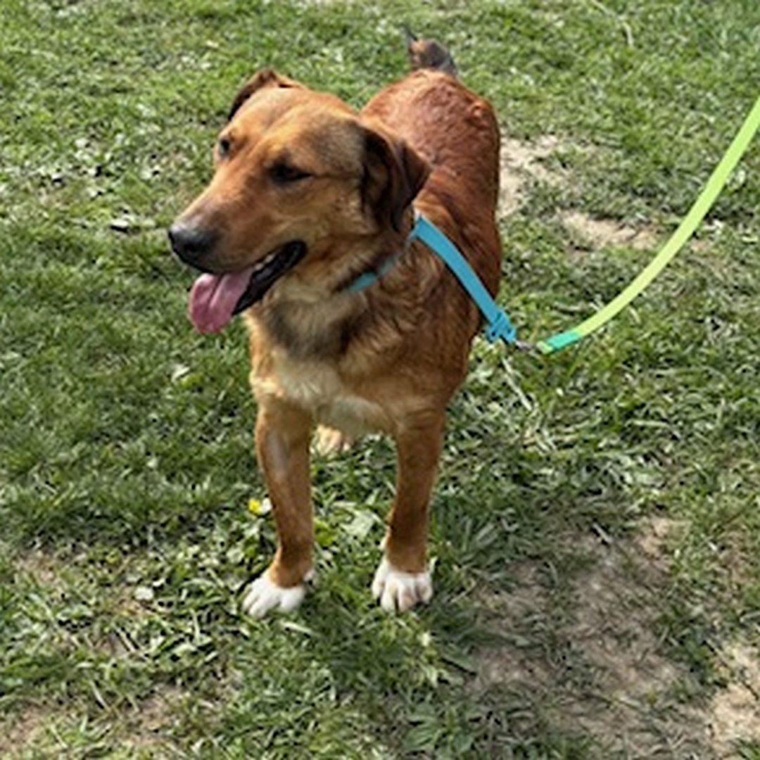 Hellbrauner Rüde, weiße Pfoten, stehend, von vorn, Kopf und Blick nach rechts 