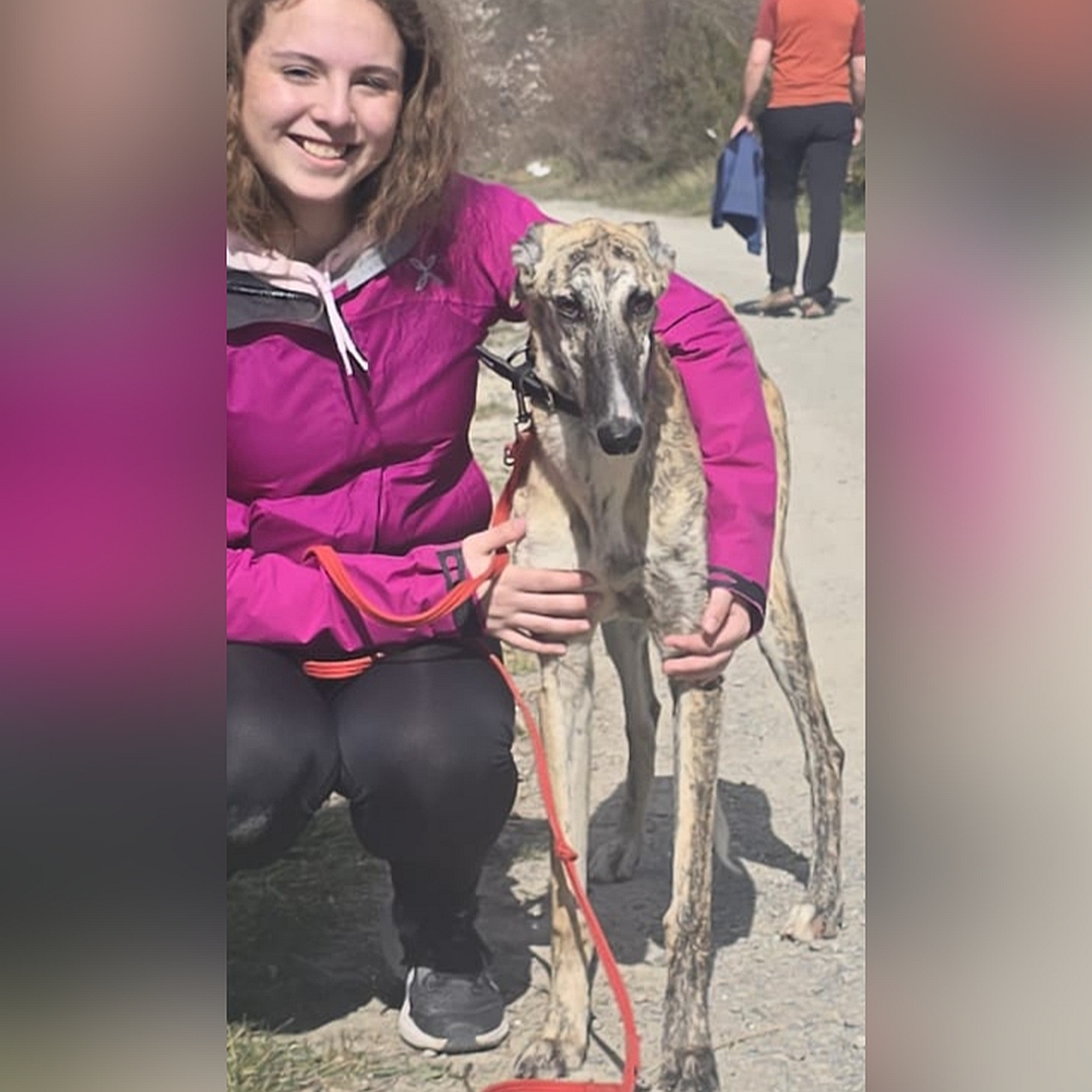 Hellbraun-gestromter Rüde, stehend, von vorn, Kopf und Blick in Kamera, wird von einer Person umarmt