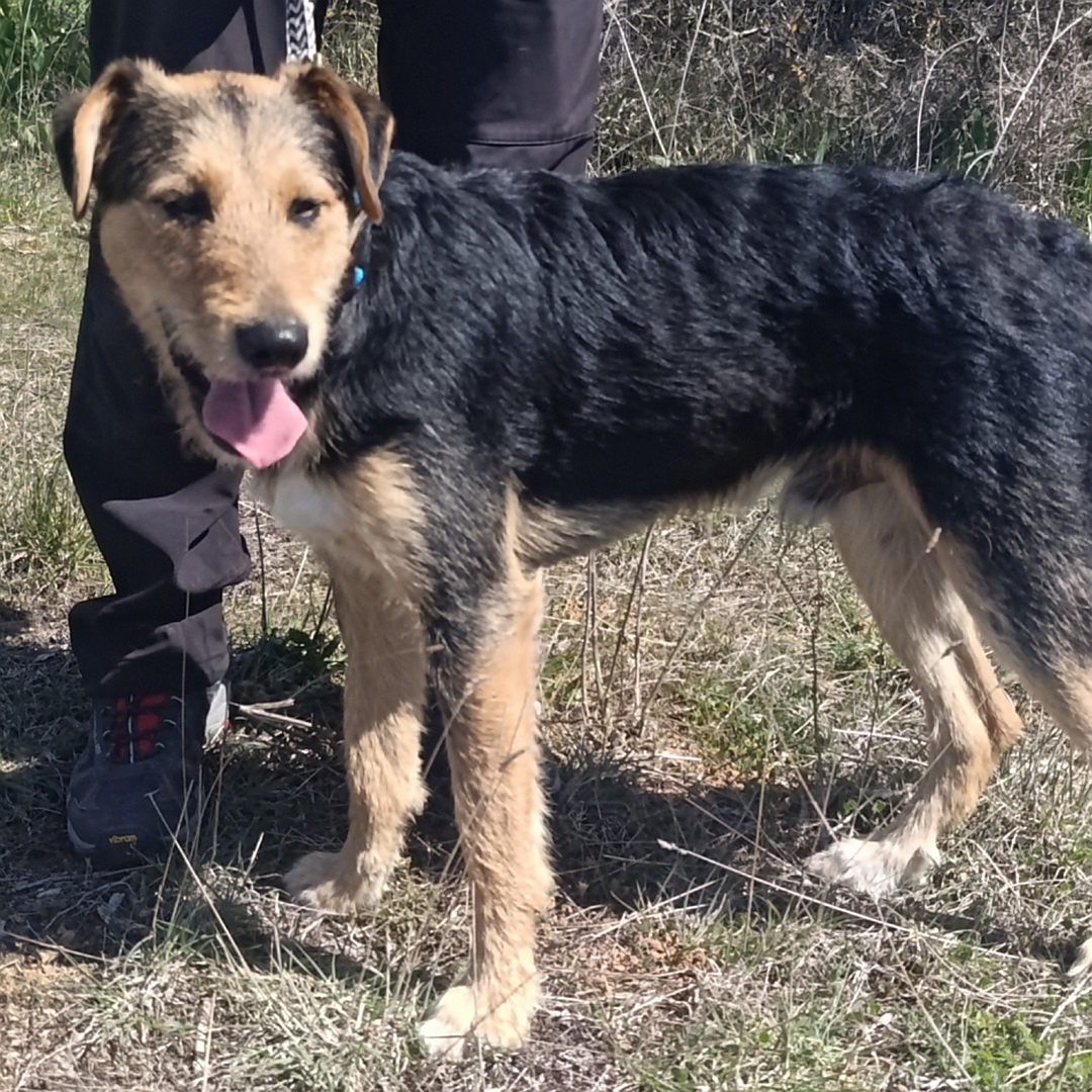 Schwarz-braun-weißer Rüde, stehend, linke Seite, Kopf und Blick nach links