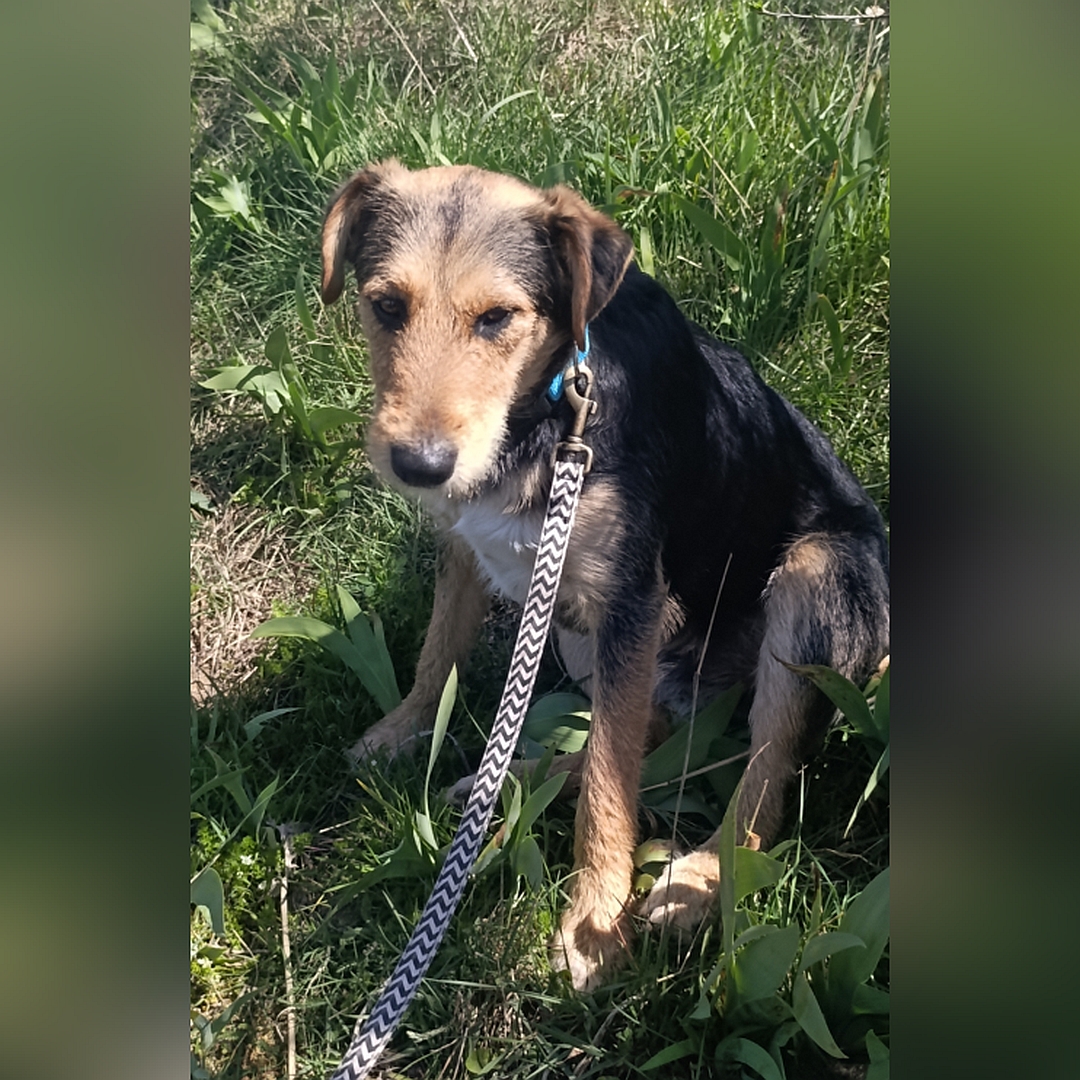 Schwarz-braun-weißer Rüde, sitzend, linke Seite, Kopf und Blick nach unten links