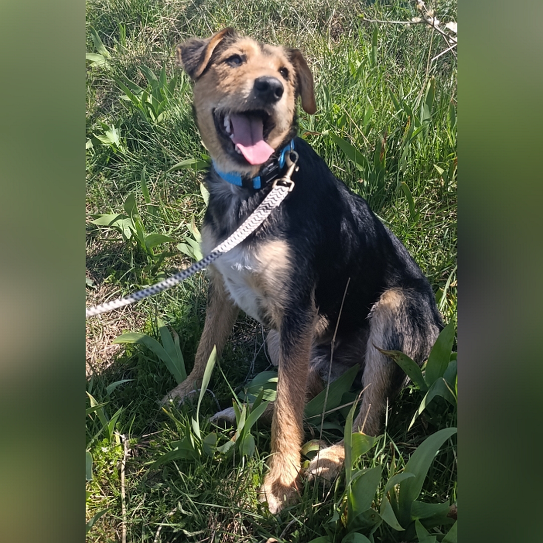 Schwarz-braun-weißer Rüde, sitzend, linke Seite, Kopf und Blick nach links oben zu einer Person