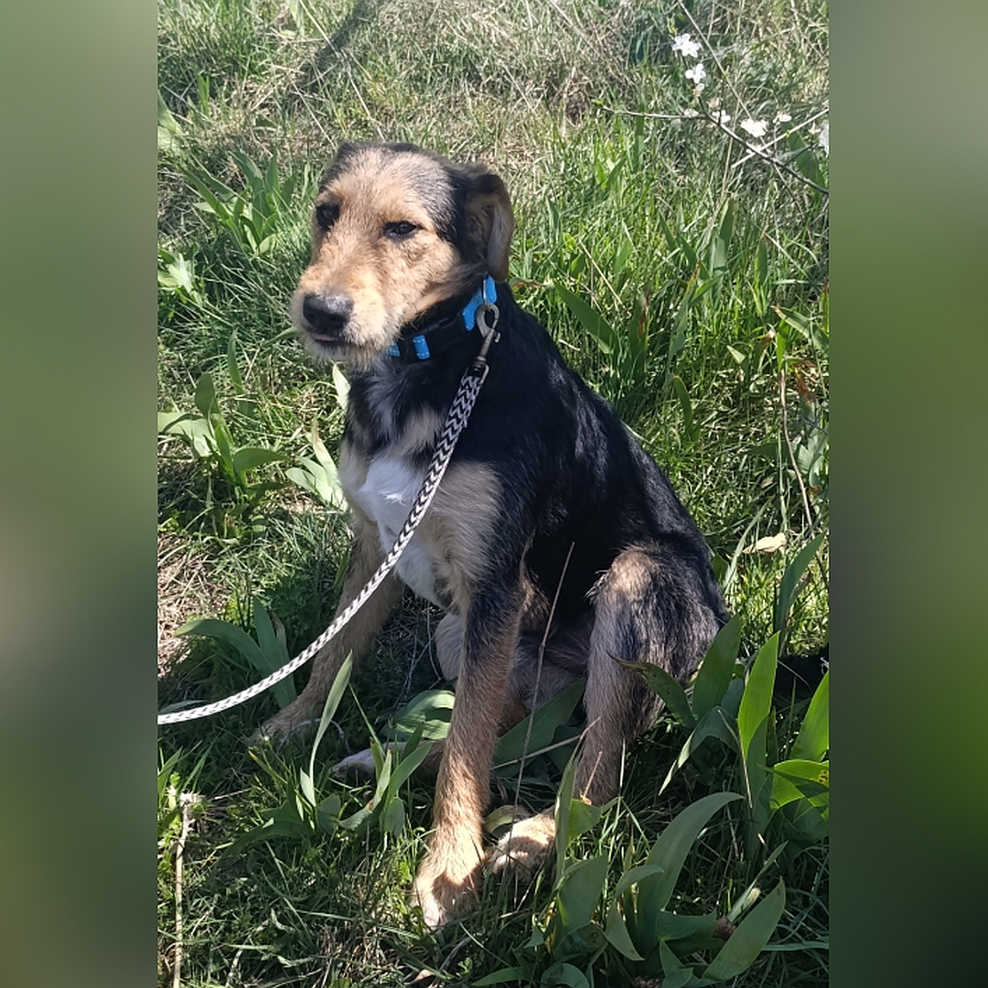 Schwarz-braun-weißer Rüde, sitzend, linke Seite, Kopf und Blick geradeaus