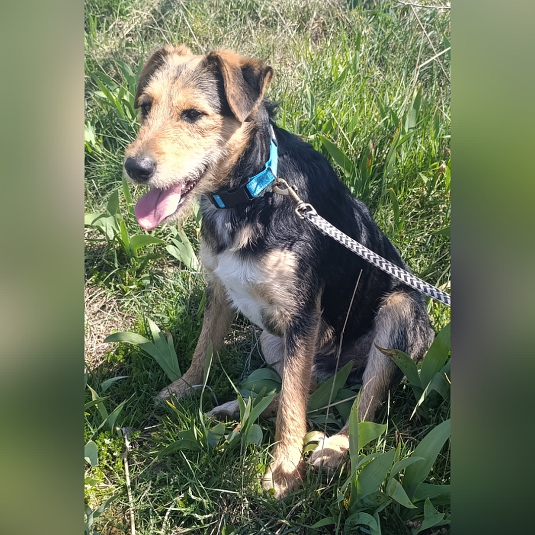 Schwarz-braun-weißer Rüde, sitzend, linke Seite, Kopf und Blick geradeaus