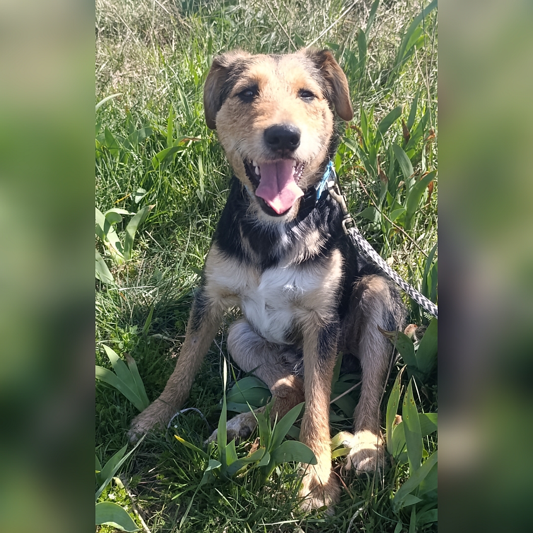 Schwarz-braun-weißer Rüde, sitzend, von vorn, Kopf und Blick in Kamera