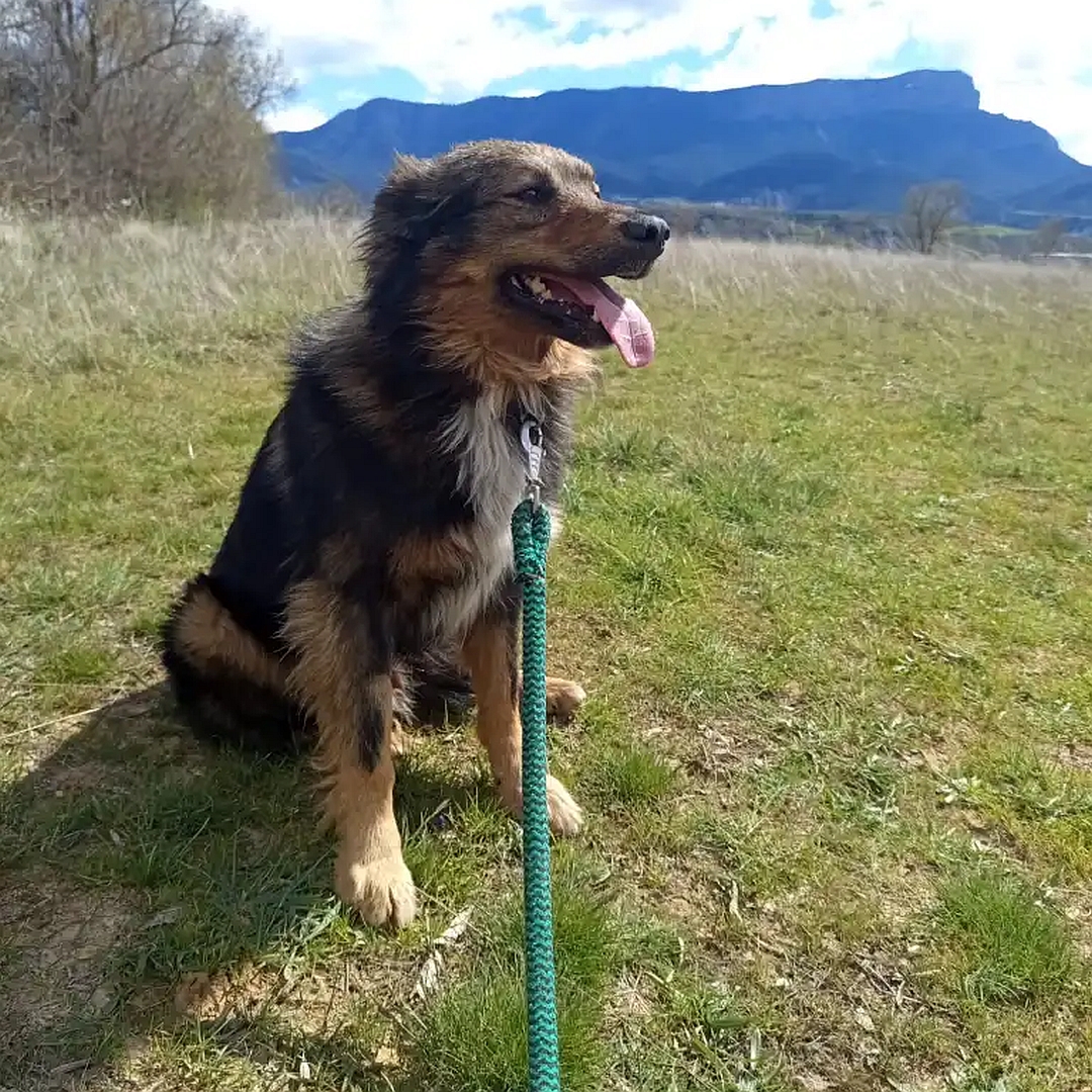 Brauner Rüde, weißer Brustfleck, langes Fell, sitzend, rechte Seite, Kopf und Blick geradeaus