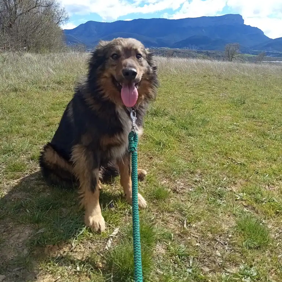 Brauner Rüde, weißer Brustfleck, langes Fell, sitzend, von vorn, Blick in Kamera