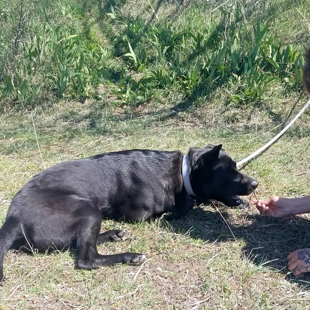 Schwarzer Rüde, liegend, rechte Seite, Kopf und Blick geradeaus